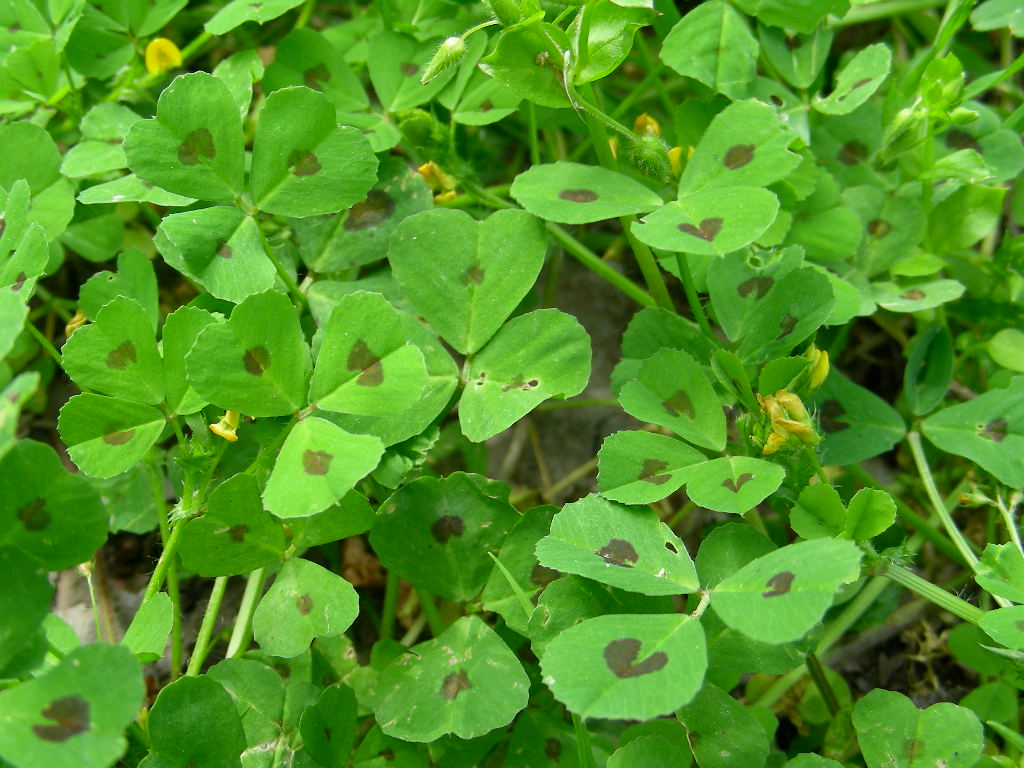 Medicago arabica
